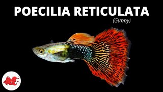 Guppy  Poecilia reticulata ✔ [upl. by Eloise365]