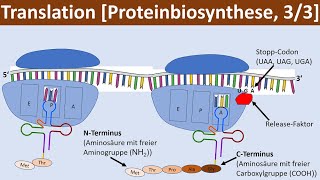 Translation  Proteinbiosynthese 33  Biologie Genetik Oberstufe [upl. by Euridice937]