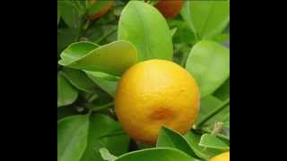 Calamondin Fruit Health Benefits [upl. by Rico691]