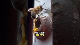 If You See Liquid from a Bee Don’t Make This Mistake [upl. by Harriott]