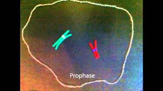 Mitosis claymation  IPMAT [upl. by Trotter]