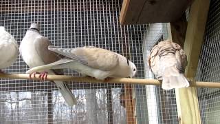 Ringnecked Doves in courtship [upl. by Ginder930]