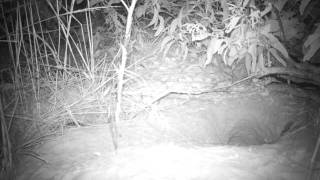 Bilbies Burrows with joeys at James Price Point August 2011wmv [upl. by Aural61]