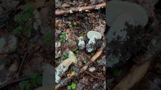 FUNGHI PORCINI con il TUONO 😱🙈porcini funghiporcini funghi boletus boletusedulis fungo [upl. by Aihcropal384]