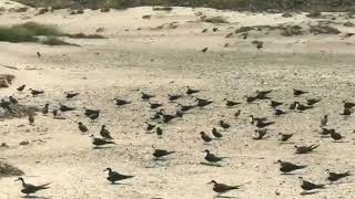 Posto Oceanográfico da Ilha da Trindade POIT shorts poit ilhadatrindade [upl. by Sully]