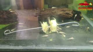 PLECO L144 baby Brushmouth Slayer [upl. by Hoopen]