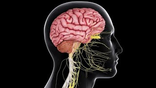 CNS 4  Somatic sensations  Physiology Crash Course  DrNagi  Arabic [upl. by Arturo]