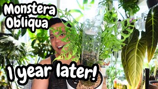 🌱 Monstera Obliqua Wet Stick Propagations  1 YEAR LATER with UPDATES 💚 [upl. by Shafer472]