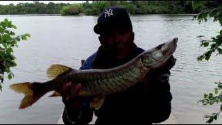 W4F  Top Tip  Catching Musky with quotFigure 8 Techniquequot [upl. by Desberg]