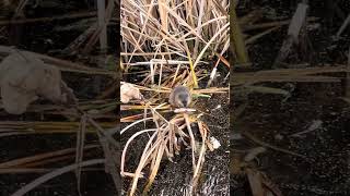 Cute beaver eating a log ￼ [upl. by Bland]