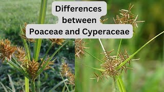 Diffrence between poaceae and cyperaceae Grasses and Sedge plants [upl. by Leummas397]