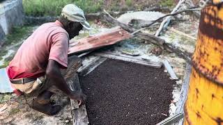 Curious About The Jamaican Jerk Dried Pimento Seeds Farming Community In Manchester Jamaica [upl. by Jordain]