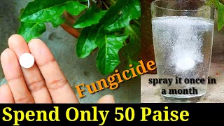 Easiest amp Best Homemade Fungicide for any plants in just 12 minutes [upl. by Valiant]