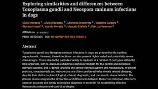 Similarities and differences between Toxoplasma gondii and Neospora caninum infections in dogs [upl. by Stambaugh]