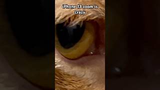 iPhone 13 zoom is out of this world 0 morgan kitten trend zoom cat funny shorts [upl. by Cornel]