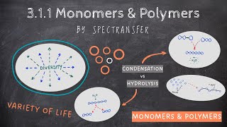 EASY REVISION AQA Alevel Biology 311 Monomers amp Polymers by SpecTransfer [upl. by Salohcim]