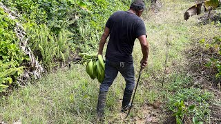 La Vida Del Campo Puerto Rico Leer Proverbios 1211 [upl. by Goto]