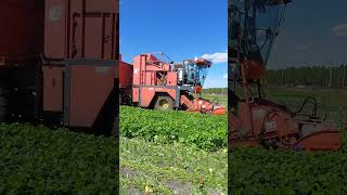 Récolte Haricot Vert 2024 🚜💨💨 [upl. by Aym]