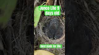 Junco Baby Bird Life  9 days later West Coast Bird Watchers [upl. by Wenoa]