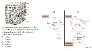 Pembahasan Soal UTBK Saintek Biologi I ANABOLISME I FOTOSINTESIS [upl. by Laet]