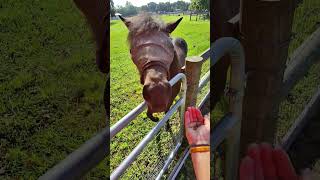 Calling Horse With Food 🐴 horse mustangs icelandic [upl. by Farra487]