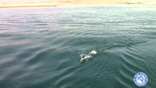 ATTACCO E CATTURA IN DIRETTA DI UN PESCE SERRA A GALLA TOPWATER A PESCARA  BLUEFISH [upl. by Iruyas931]