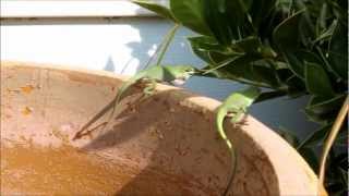 Green Anole Lizard fighting over their territory [upl. by Cioffred]