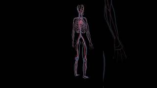 Basics of Cardiovascular System [upl. by Hock]