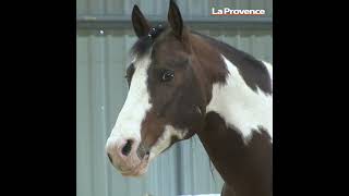 La 36e édition de Cheval Passion se poursuit sur Avignon [upl. by Lena]