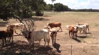 Texas Longhorns Mooing [upl. by Ennovoj18]