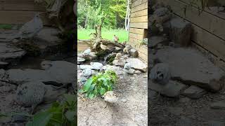 Bobwhite quail enjoying the aviary fountain [upl. by Terese138]