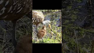 limpkin birds teaching her baby limpkin birds animals fishing nature wildlife shorts video [upl. by Uolymme]