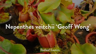 Nepenthes veitchii Geoff Wong One of the GREATEST veitchii [upl. by Merlina996]