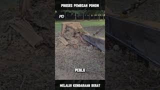 Memotong Pohon yang Masih Tertanam portaldunia [upl. by Lekcar]