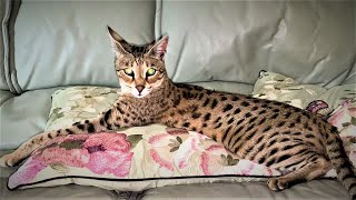 Top 10 Tips on owning a Savannah cat [upl. by Nomannic]