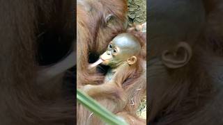 Feeding Time Up Close With A Baby Orangutan [upl. by Ahtelrac]