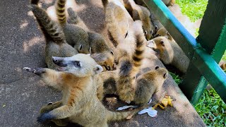 Iguazu Coatis Raccoon Foz do Iguaçu Brazil [upl. by Thornie269]