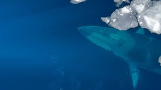 Breathtaking Giants A Close Encounter with Antarctic Minke Whales [upl. by Naresh]