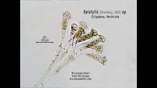 Epistylis sp Vid [upl. by Carmelia185]