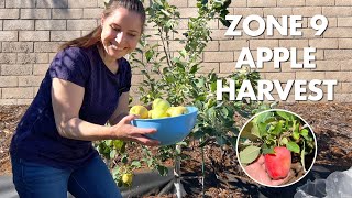 Zone 9 Summer Apple Harvest  Anna and Golden Dorsett [upl. by Jaehne]