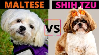 MALTESE VS SHIH TZU  Which one should you choose Breed Comparison [upl. by Ninon]