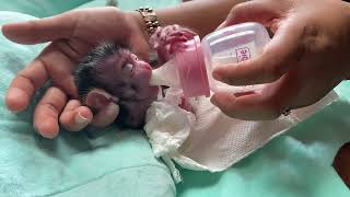 POOR Newborn Baby Monkey Shiba So Hard To Drink Milk [upl. by Azilef712]