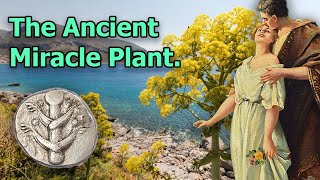 Silphium The Extinct Miracle Plant of Ancient Rome [upl. by Lash139]