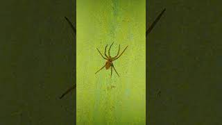 Spider cg cgsort video [upl. by Uhayile]