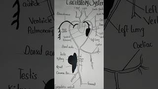 Frog Circulatory System Labelled Diagram likesubscribetrendingshortsviralcommentsfollowfyp [upl. by Armat4]