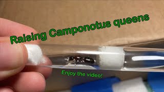 Complete timeline and guide for what to expect when raising Camponotus queen ants [upl. by Yednarb715]