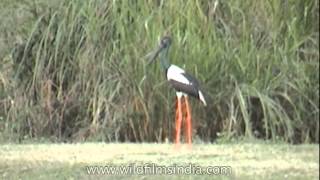 Blacknecked Stork Ephippiorhynchus asiaticus at Kaziranga National Park [upl. by Nialb645]