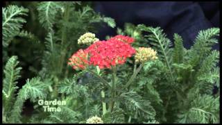 Plant Pick  Achillea  yarrow [upl. by Isewk]