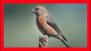 Red Crossbill Song Red Crossbill Call Red Crossbill  Piquituerto Común Canto  Loxia Curvirostra [upl. by Kacy902]