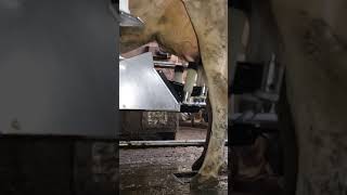 Robotic milking fullwood JOZ merlin M2 [upl. by Drucilla]